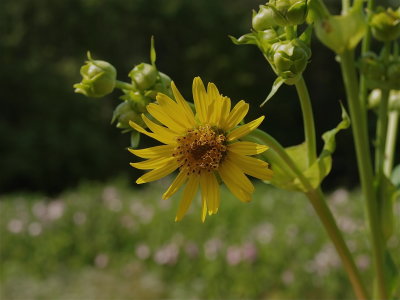 Silphium perfoliatum (Cup-Plant)