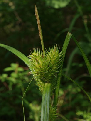 Carex lupulina (Hop Sedge)