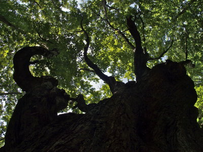 Acer rubrum (Red Maple)
