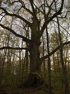 Fagus grandifolia (American Beech)