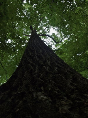 Liriodendron tulipifera (Tulip-Tree)