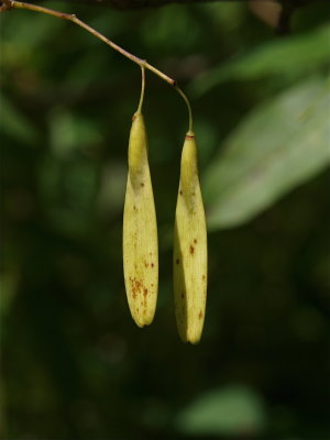 Fraxinus species (Ash)