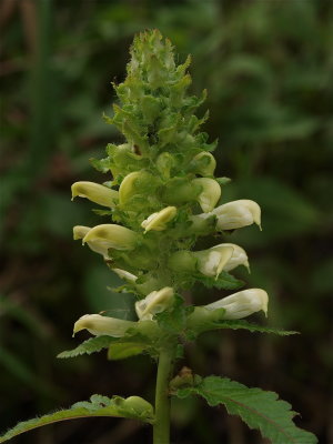 Pedicularis lanceolata (Swamp Lousewort)