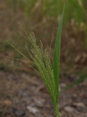 Panicum capillare (Old Witch Grass)