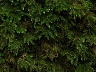 Thamnobryum alleghaniense (Shrub Moss)