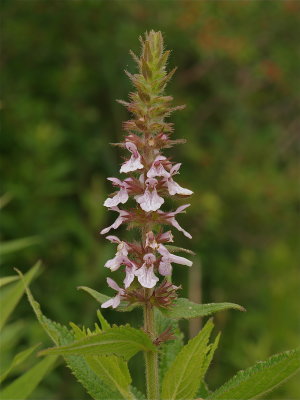 Stachys hispida (Rough Hedge-Nettle)