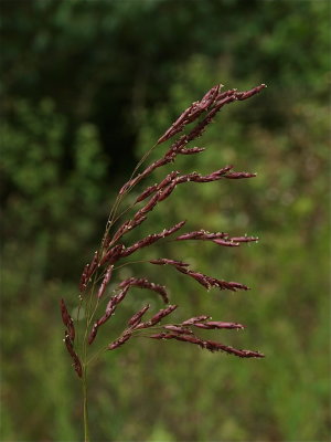 Tridens flavus (Purpletop)