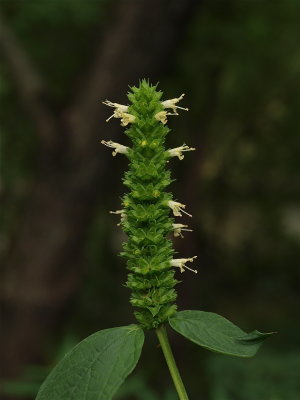 Agastache nepetoides (Yellow Giant Hyssop)