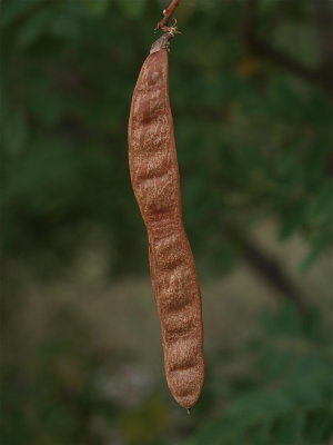 Robinia pseudoacacia (Black Locust)