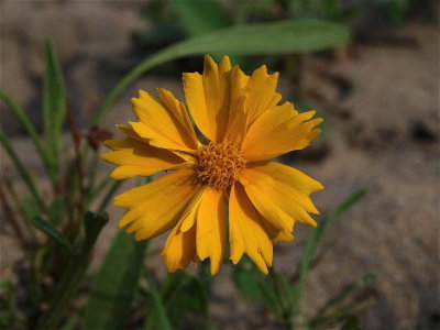 Coreopsis lanceolata (Lance-Leaved Tickseed)