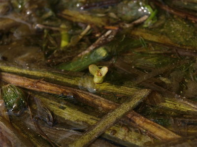 Vallisneria americana (Wild Celery)