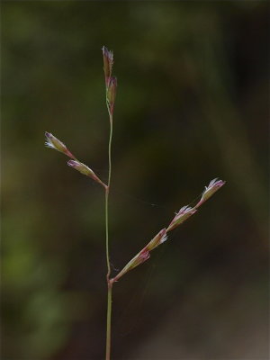 Triplasis purpurea (Purple Sand Grass)