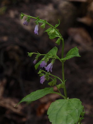 Scutellaria lateriflora (Mad-Dog Skullcap)