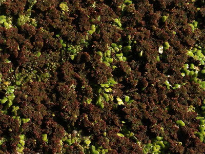 Azolla species (Mosquito Fern)