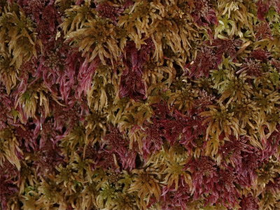 Sphagnum species (Peat Moss) - Pink-Tinged Plants