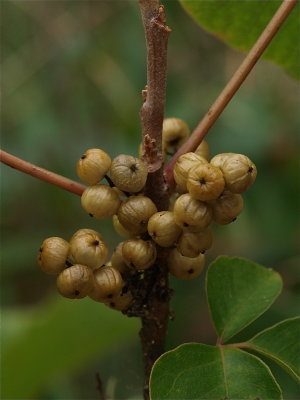 Toxicodendron rydbergii (Western Poison-Ivy)