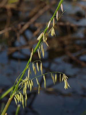 Zizania species (Wild Rice)