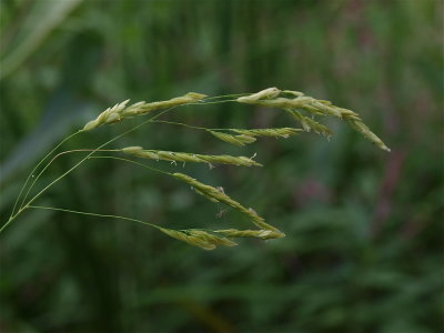 Leersia oryzoides (Rice Cut-Grass)