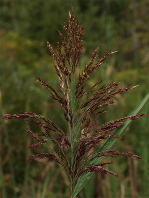 Phragmites australis (Common Reed)