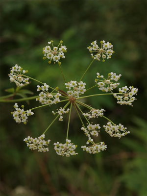 Oxypolis rigidior (Cowbane)