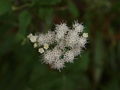 Ageratina altissima (White Snakeroot)