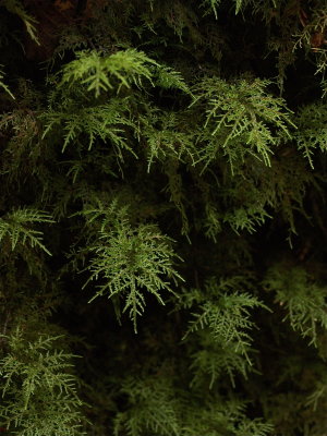 Hylocomium splendens (Stair-Step Moss)