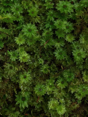 Rhodobryum ontariense (Rose Moss)