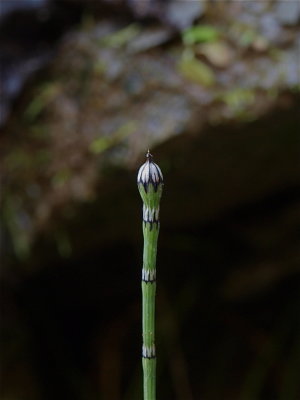 Equisetum variegatum (Variegated Horsetail)