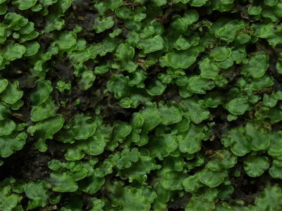 Pellia epiphylla (Common Pellia)