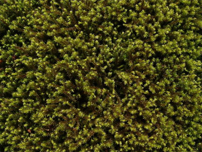 Hedwigia ciliata (Medusa Moss)