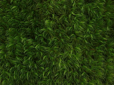 Dicranum scoparium (Windswept Broom Moss)