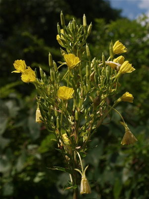 Oenothera biennis (Common Evening-Primrose) - Large Cluster
