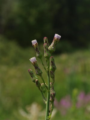 Lactuca species (Blue Lettuce) - Unopened Flower Heads