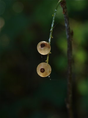 Ribes species (Currant)