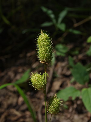 Carex typhina (Cattail Sedge)