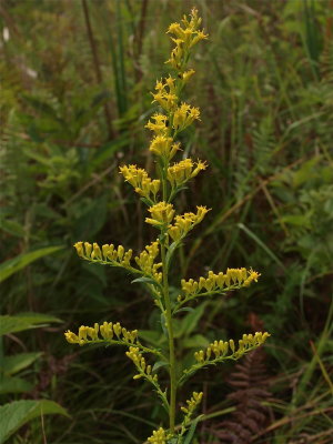 Solidago uliginosa (Swamp Goldenrod)