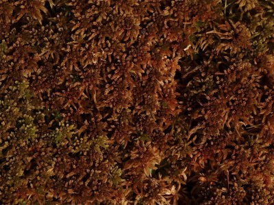 Sphagnum fuscum (Tawny Peat Moss)