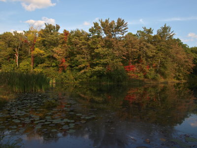 Anthropogenic Pond