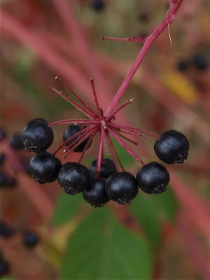 Aralia spinosa (Devil's Walking-Stick)