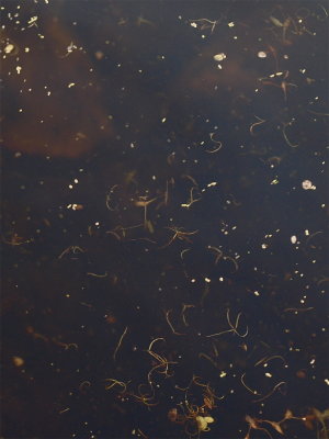 Wolffiella gladiata (Mud-Midget)