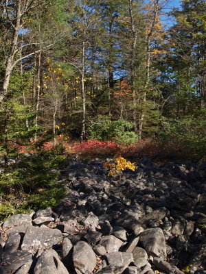 Coniferous Forest with Rocky Glade