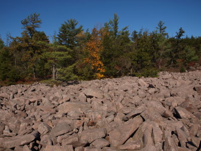 Boulder Field and Coniferous Forest