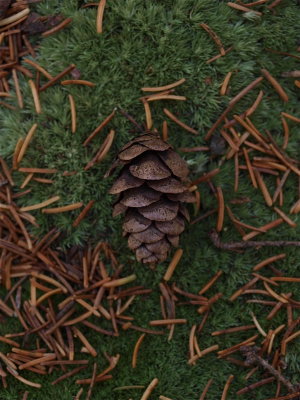 Picea rubens (Red Spruce)