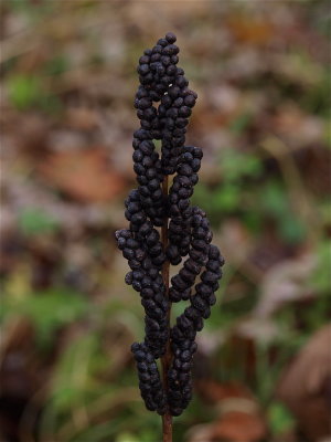 Onoclea sensibilis (Sensitive Fern) - Spore Cases