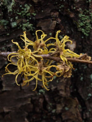 Hamamelis virginiana (Witch-Hazel)
