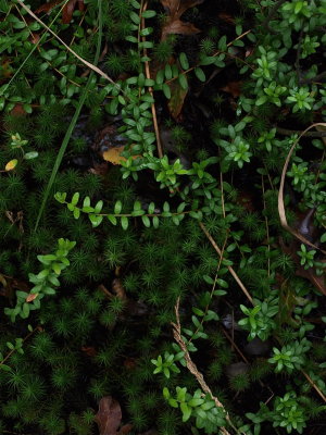 Vaccinium macrocarpon (Large Cranberry)