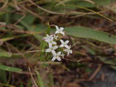 Stenaria nigricans (Diamond-Flowers)