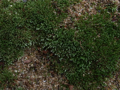 Bryum argenteum (Silver Moss)