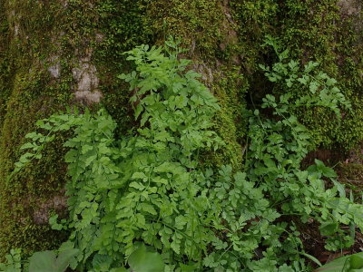 Cystopteris species (Fragile Fern)