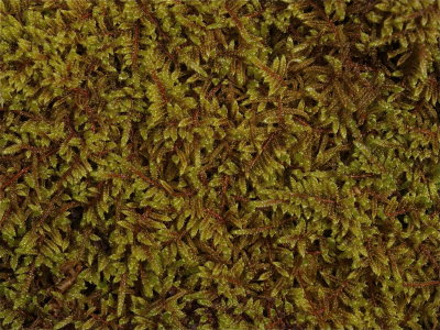 Hypnum curvifolium (Greater Plait Moss)